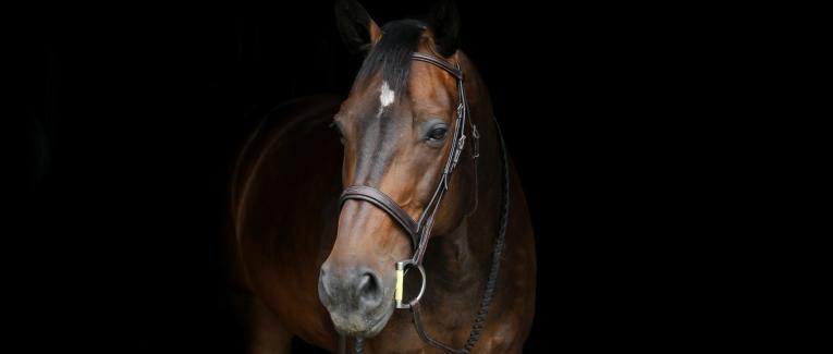 Ecurie Kevyn Thonnerieux : Marion Donabedian en plein boum