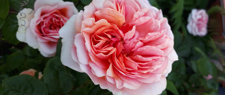 Les épines de la Rose