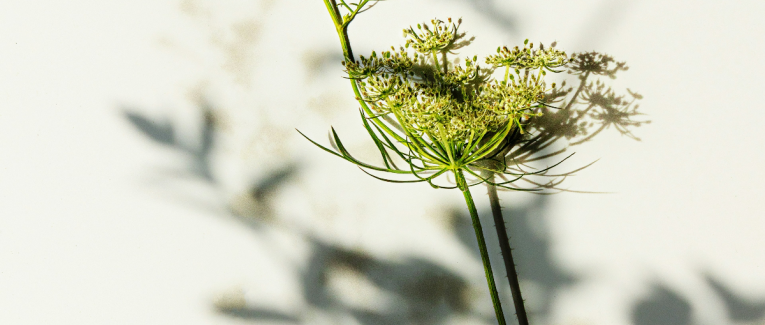 Arborescence d'essences