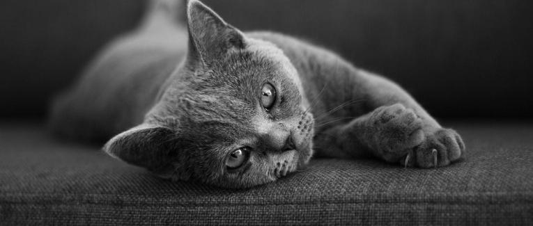 Devenir “Passeur d’Emotions”