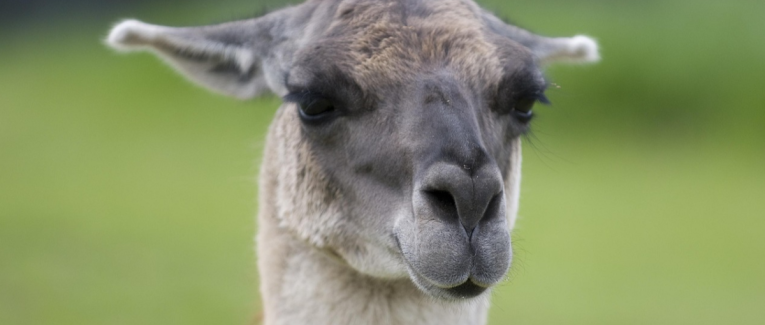 Lama