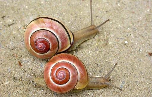 Le jardin des escargots