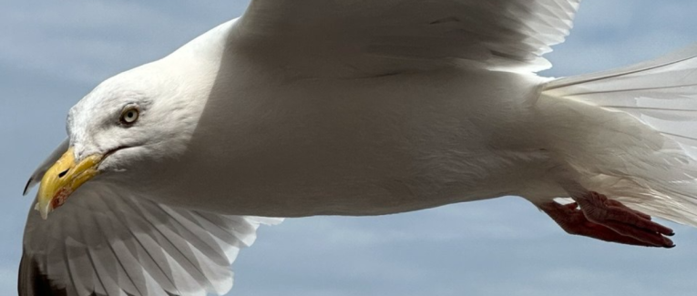 Robinson Crusoé et le Dieppois Alexandre Leforestier, bosco et ministre cauchois de la propriété créative !