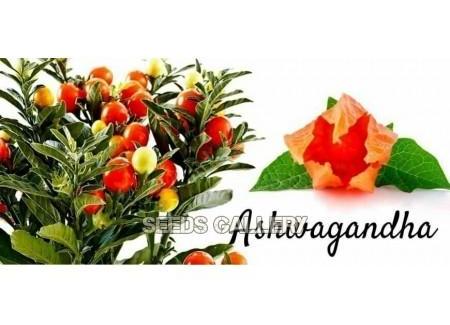 Les Principales Poudres de Plantes en AYURVEDA