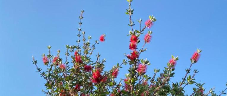 20 - Chant du printemps perdu