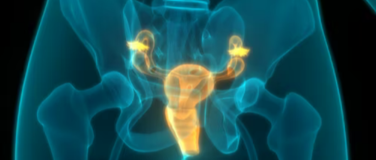 Prostate