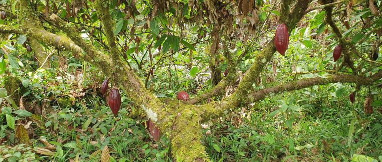En pleine forêt amazonienne
