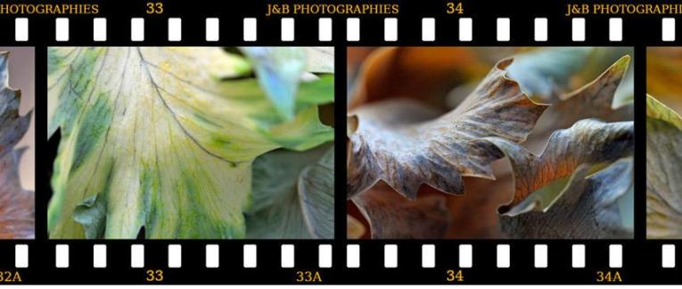 La photographie contemporaine