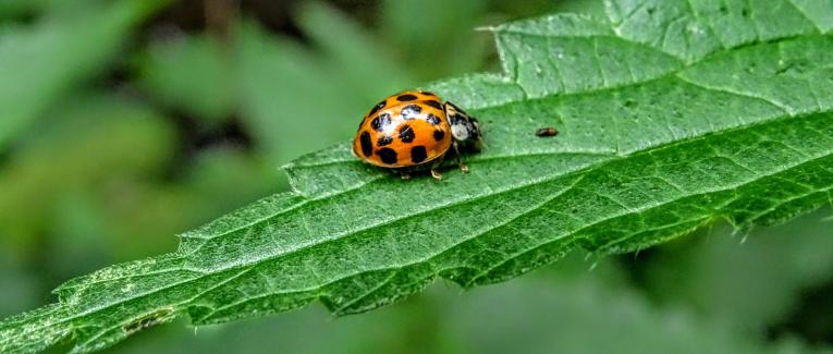 Jolie coccinelle