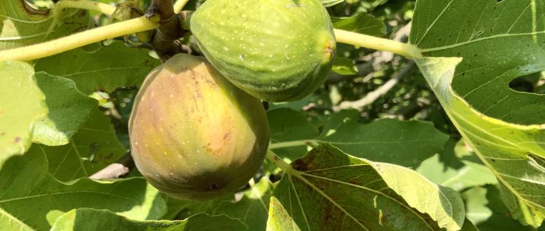 Le jardin du 14 Septembre