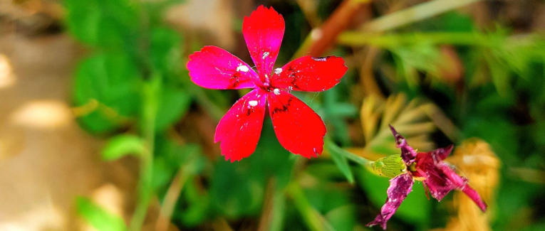 Chapitre 2 : La force de la nature