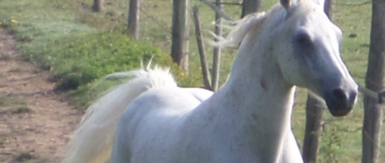 N'attends pas le dernier jour de ta vie ...