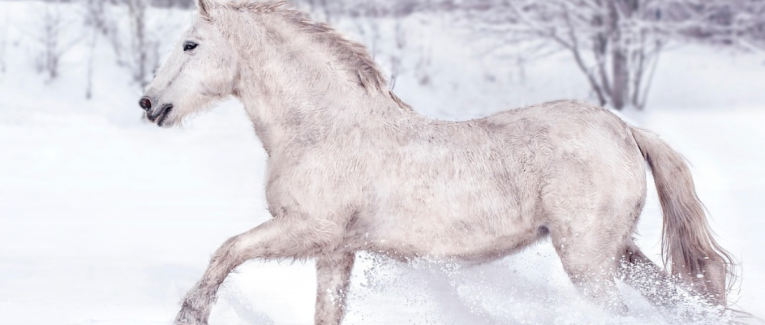 Infolettre de Janvier 2026 : Blanc