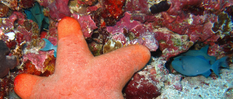 Préquel Odyssées cosmiques : Étoile de mer