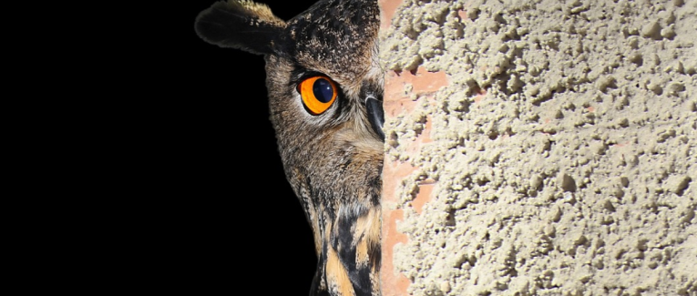 Voyeurisme