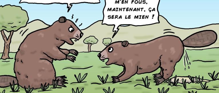 un castor qui marque son territoire
