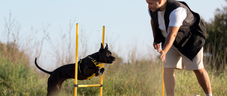 Entraînez votre chien en 15 minutes par jour