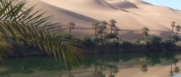 Oasis