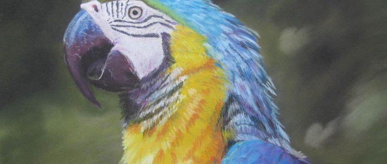 Connaissez-vous la famille Pastel ?