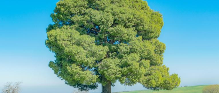 Arbre mémorable
