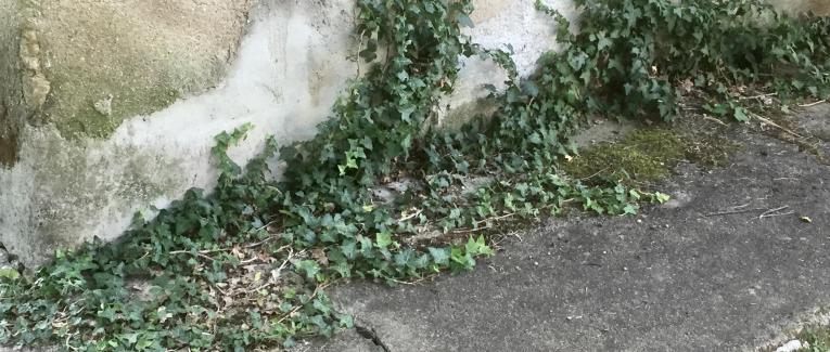 Le jardin du 27 Juillet