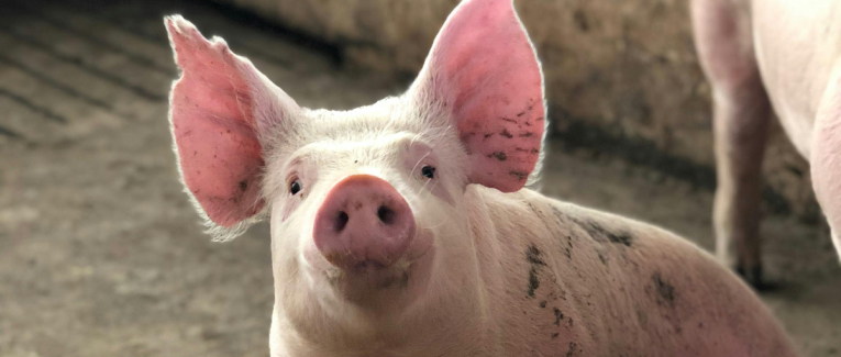 Cochon
