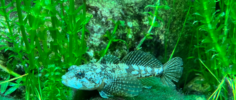 Concours Gastro policier avec Create For Better Life (CFBL)