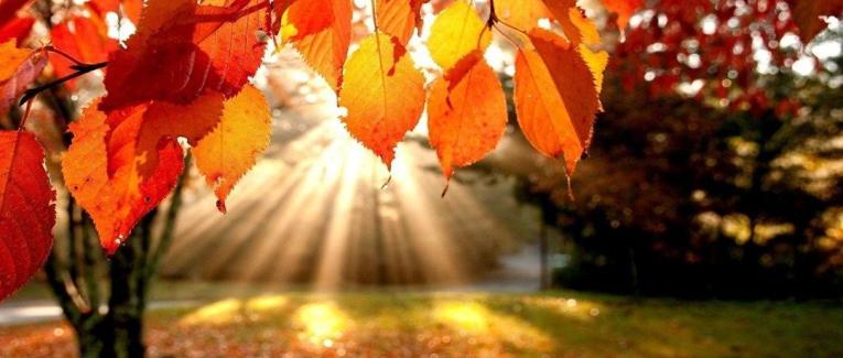 Novembre mon automne