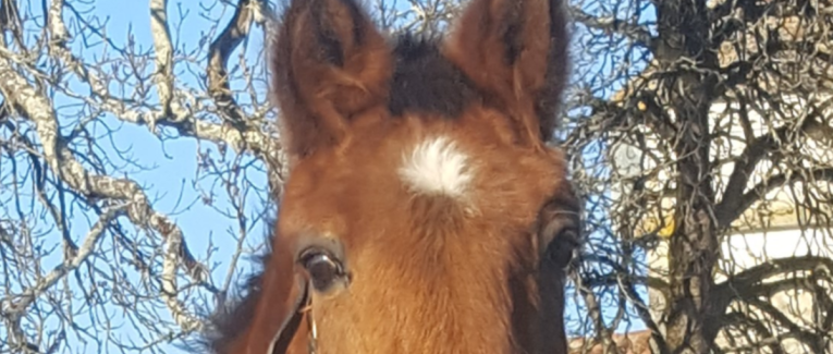 Ce cheval m'a sauvé la vie en 2011