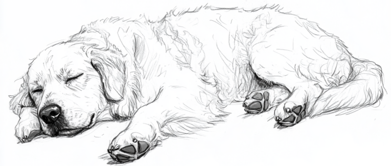 Chapitre 4: Le chien débarque, erre, grille