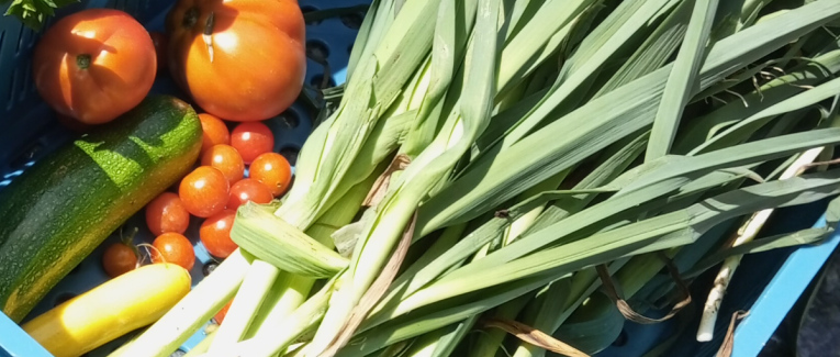 Le petit potager et les autres