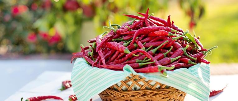 PLUS PRÈS DE NOS ANCÊTRES,GRÂCE AU PIMENT DE BRESSE