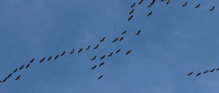 Migration