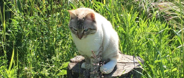 Looping - 23/04/2024