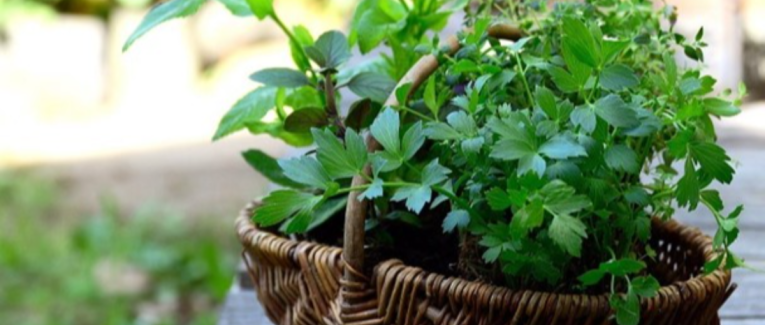 Add Blooming Spices To Your Nursery