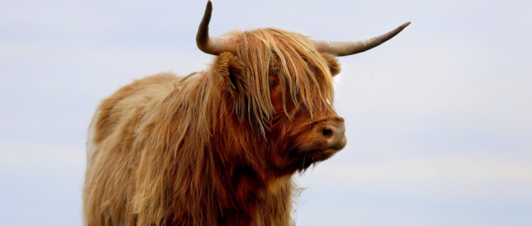 Le TGV et la vache espagnole