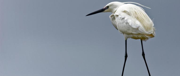 Les oiseaux de la réserve ornithologique du Teich