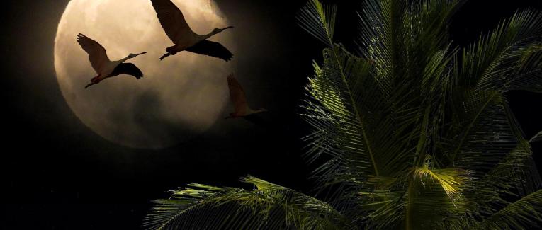 Vol de nuit