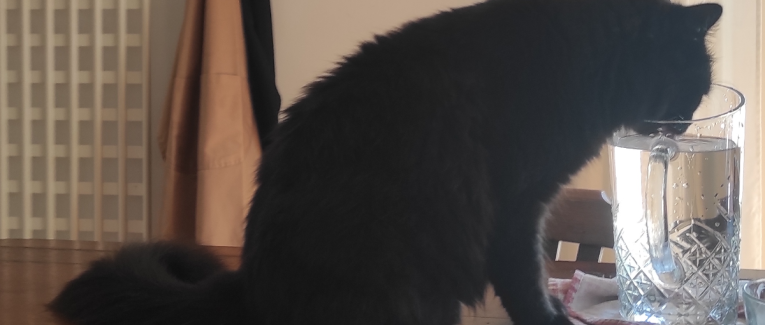 Il re dei gatti