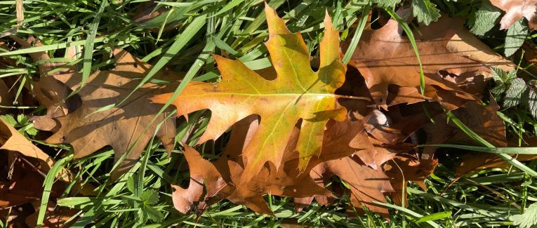 Le jardin du 24 Octobre