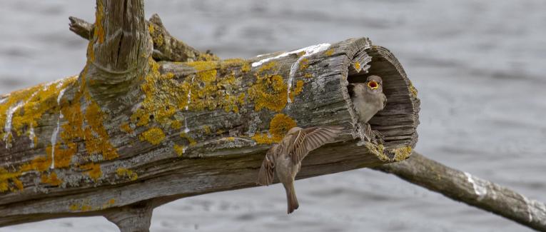 Les moineaux de la réserve ornithologique du Teich