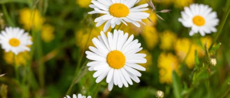 Marguerite