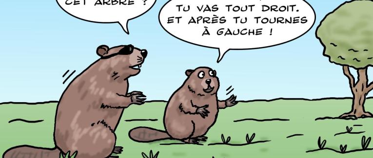 le jeu du castor