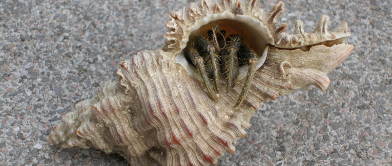 Intrus