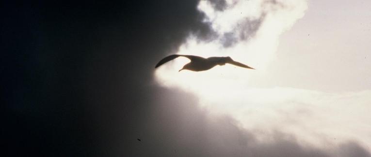La revanche de l’albatros