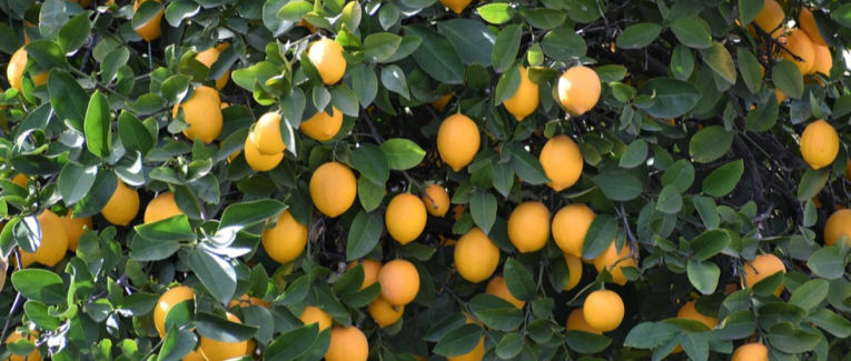 Citronneraie