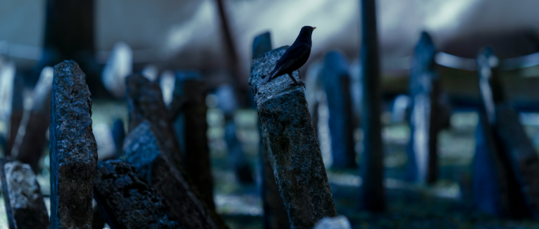 Allée quatre et rang deux