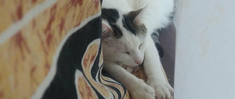 La perte d'un animal