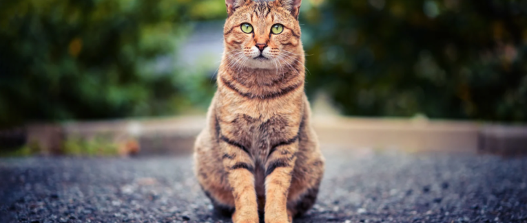 Du pipi de chat