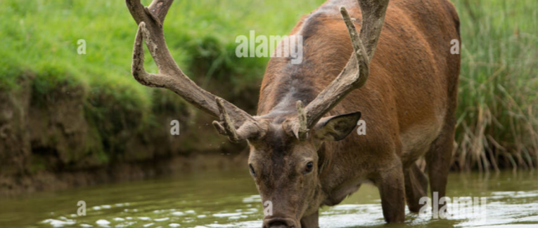 Jour numéro 5 : Cerf